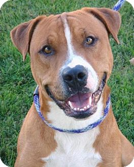 American Pit Bull Terrier Mix Dog for Sale in Red Bluff, California - Buchanan-URGENT-$45 adoption American Pit Bull Terrier Mix Dog for Sale in Red Bluff, California - Buchanan-URGENT-$45 adoption