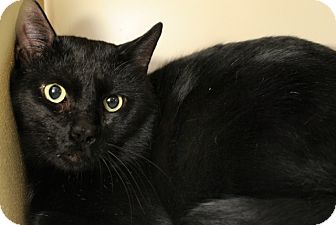 Domestic Shorthair Cat for Sale in Salem, New Hampshire - Jacko Domestic Shorthair Cat for Sale in Salem, New Hampshire - Jacko