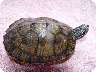 Turtle - Water for Sale in Richmond, British Columbia - Olive Turtle - Water for Sale in Richmond, British Columbia - Olive