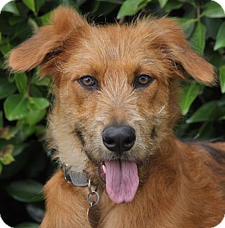 Terrier (Unknown Type, Medium) Mix Puppy for Sale in Los Angeles, California - Elsie von Husdon Terrier (Unknown Type, Medium) Mix Puppy for Sale in Los Angeles, California - Elsie von Husdon