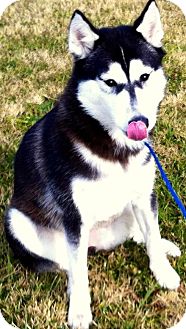 Siberian Husky Dog for Sale in Bluff city, Tennessee - SAKARI Siberian Husky Dog for Sale in Bluff city, Tennessee - SAKARI