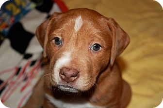 Labrador Retriever/Bulldog Mix Puppy for Sale in Marietta, Georgia - Minnie Labrador Retriever/Bulldog Mix Puppy for Sale in Marietta, Georgia - Minnie
