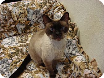 Siamese Cat for Sale in Fountain Hills, Arizona - CEE-LO Siamese Cat for Sale in Fountain Hills, Arizona - CEE-LO