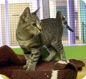 Domestic Shorthair Kitten for Sale in Dover, Ohio - Kimmie Domestic Shorthair Kitten for Sale in Dover, Ohio - Kimmie