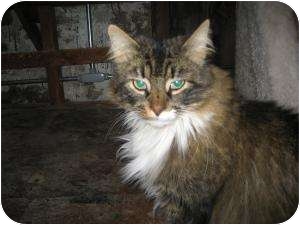 Domestic Shorthair Cat for Sale in Warminster, Pennsylvania - Lou Domestic Shorthair Cat for Sale in Warminster, Pennsylvania - Lou
