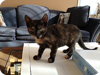 Domestic Shorthair Kitten for Sale in East Hanover, New Jersey - Shirley Domestic Shorthair Kitten for Sale in East Hanover, New Jersey - Shirley
