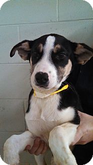 Husky/Bernese Mountain Dog Mix Puppy for Sale in Oviedo, Florida - Calvin Husky/Bernese Mountain Dog Mix Puppy for Sale in Oviedo, Florida - Calvin