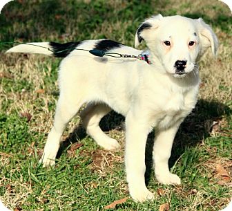 Australian Shepherd/English Setter Mix Puppy for Sale in Spring Valley, New York - Lilly Australian Shepherd/English Setter Mix Puppy for Sale in Spring Valley, New York - Lilly