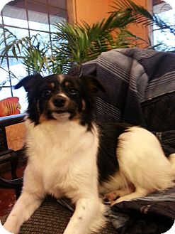 Papillon/Terrier (Unknown Type, Small) Mix Dog for Sale in Windham, New Hampshire - PePe' $100 off Papillon/Terrier (Unknown Type, Small) Mix Dog for Sale in Windham, New Hampshire - PePe' $100 off