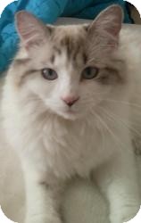 Ragdoll Cat for Sale in Ennis, Texas - Hopi (Indiana area only) Ragdoll Cat for Sale in Ennis, Texas - Hopi (Indiana area only)