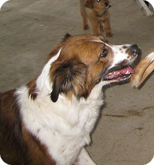 English Springer Spaniel Dog for Sale in Prole, Iowa - Boone English Springer Spaniel Dog for Sale in Prole, Iowa - Boone