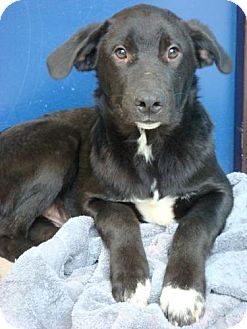 Labrador Retriever/Border Collie Mix Puppy for Sale in Red Bluff, California - Beau Labrador Retriever/Border Collie Mix Puppy for Sale in Red Bluff, California - Beau