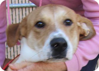 Foxhound/Hound (Unknown Type) Mix Dog for Sale in Lincolnton, North Carolina - Louie Foxhound/Hound (Unknown Type) Mix Dog for Sale in Lincolnton, North Carolina - Louie