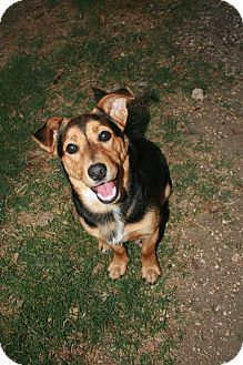 Corgi Mix Dog for Sale in san antonio, Texas - Carlton Corgi Mix Dog for Sale in san antonio, Texas - Carlton
