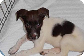 Jack Russell Terrier/Spaniel (Unknown Type) Mix Puppy for Sale in Torrance, California - Desi Jack Russell Terrier/Spaniel (Unknown Type) Mix Puppy for Sale in Torrance, California - Desi