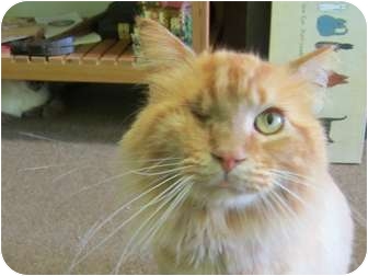 Domestic Longhair Cat for Sale in Bunnell, Florida - Apricot Domestic Longhair Cat for Sale in Bunnell, Florida - Apricot
