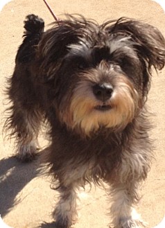 Schnauzer (Miniature)/Shih Tzu Mix Puppy for Sale in Manchester, Connecticut - Gracie Schnauzer (Miniature)/Shih Tzu Mix Puppy for Sale in Manchester, Connecticut - Gracie