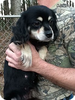 Cavalier King Charles Spaniel Mix Puppy for Sale in Springfield, Virginia - Trinity Cavalier King Charles Spaniel Mix Puppy for Sale in Springfield, Virginia - Trinity