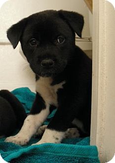 Labrador Retriever/Husky Mix Puppy for Sale in Gainesville, Florida - Ivy Labrador Retriever/Husky Mix Puppy for Sale in Gainesville, Florida - Ivy