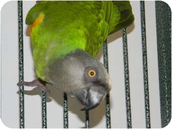 Poicephalus (including Senegal and Meyer's) for Sale in Punta Gorda, Florida - Keiko Poicephalus (including Senegal and Meyer's) for Sale in Punta Gorda, Florida - Keiko