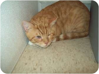 Domestic Shorthair Cat for Sale in Orlando, Florida - Jaspurr Domestic Shorthair Cat for Sale in Orlando, Florida - Jaspurr