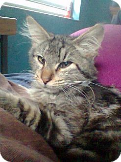 Maine Coon Kitten for Sale in Seminole, Florida - Vinnie Maine Coon Kitten for Sale in Seminole, Florida - Vinnie