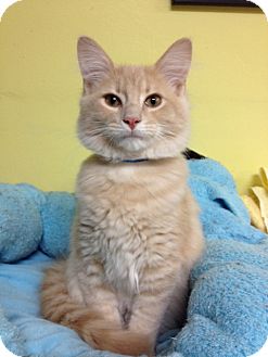 Domestic Mediumhair Kitten for Sale in Grand Rapids, Michigan - McGillicuddy Domestic Mediumhair Kitten for Sale in Grand Rapids, Michigan - McGillicuddy