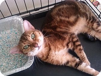 Bengal Cat for Sale in Lantana, Florida - Sybil Bengal Cat for Sale in Lantana, Florida - Sybil