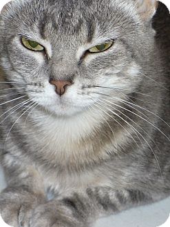 Domestic Shorthair Cat for Sale in Bentonville, Arkansas - Mindy Domestic Shorthair Cat for Sale in Bentonville, Arkansas - Mindy