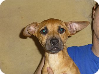 Terrier (Unknown Type, Medium) Mix Puppy for Sale in Oviedo, Florida - Kay Terrier (Unknown Type, Medium) Mix Puppy for Sale in Oviedo, Florida - Kay
