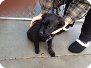 Border Collie Mix Puppy for Sale in Seattle, Washington - Brady Border Collie Mix Puppy for Sale in Seattle, Washington - Brady