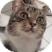 Domestic Shorthair Cat for Sale in Vancouver, British Columbia - Sunday Domestic Shorthair Cat for Sale in Vancouver, British Columbia - Sunday