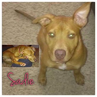 American Pit Bull Terrier Mix Puppy for Sale in Westland, Michigan - Sadie American Pit Bull Terrier Mix Puppy for Sale in Westland, Michigan - Sadie