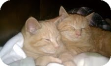 Domestic Shorthair Kitten for Sale in Southington, Connecticut - OJ Domestic Shorthair Kitten for Sale in Southington, Connecticut - OJ