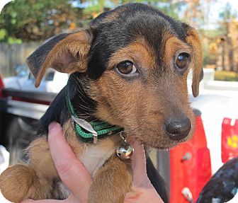 Dachshund/Yorkie, Yorkshire Terrier Mix Puppy for Sale in Plainfield, Connecticut - Sleigh Belle Dachshund/Yorkie, Yorkshire Terrier Mix Puppy for Sale in Plainfield, Connecticut - Sleigh Belle