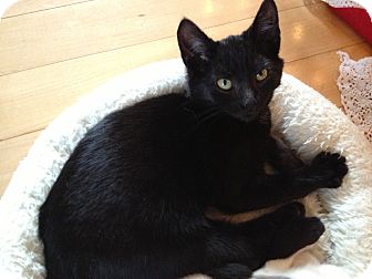 Domestic Shorthair Kitten for Sale in East Hanover, New Jersey - Mink Domestic Shorthair Kitten for Sale in East Hanover, New Jersey - Mink