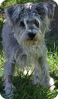Terrier (Unknown Type, Medium)/Schnauzer (Miniature) Mix Dog for Sale in Simi Valley, California - Sunshine Terrier (Unknown Type, Medium)/Schnauzer (Miniature) Mix Dog for Sale in Simi Valley, California - Sunshine