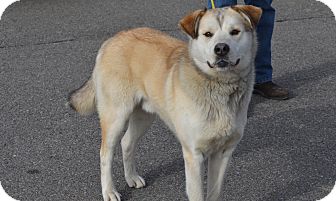 Husky/Shepherd (Unknown Type) Mix Dog for Sale in New cumberland, West Virginia - James Husky/Shepherd (Unknown Type) Mix Dog for Sale in New cumberland, West Virginia - James