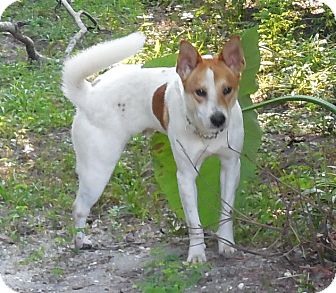 Shiba Inu/Australian Cattle Dog Mix Dog for Sale in Ormond Beach, Florida - Tommy Shiba Inu/Australian Cattle Dog Mix Dog for Sale in Ormond Beach, Florida - Tommy