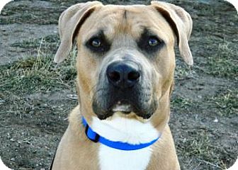 American Pit Bull Terrier/Labrador Retriever Mix Dog for Sale in Cheyenne, Wyoming - Max American Pit Bull Terrier/Labrador Retriever Mix Dog for Sale in Cheyenne, Wyoming - Max