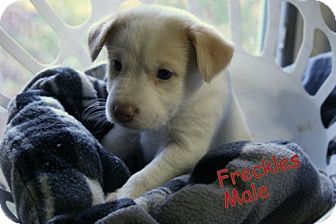 Australian Shepherd/Spaniel (Unknown Type) Mix Puppy for Sale in Danbury, Connecticut - Freckles Australian Shepherd/Spaniel (Unknown Type) Mix Puppy for Sale in Danbury, Connecticut - Freckles