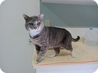 Domestic Shorthair Cat for Sale in Bainbridge Island, Washington - Bluto Domestic Shorthair Cat for Sale in Bainbridge Island, Washington - Bluto