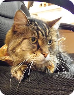 Maine Coon Cat for Sale in Boise, Idaho - Hunter Maine Coon Cat for Sale in Boise, Idaho - Hunter