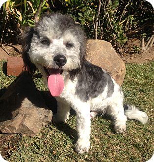 Shih Tzu/Poodle (Miniature) Mix Dog for Sale in San Diego, California - Handsome BERNIE Shih Tzu/Poodle (Miniature) Mix Dog for Sale in San Diego, California - Handsome BERNIE