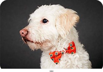 Poodle (Miniature) Mix Dog for Sale in New York, New York - Cano Poodle (Miniature) Mix Dog for Sale in New York, New York - Cano