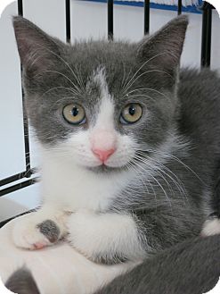 Domestic Shorthair Kitten for Sale in Speonk, New York - Sigourney Domestic Shorthair Kitten for Sale in Speonk, New York - Sigourney