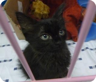 Domestic Mediumhair Cat for Sale in Gainesville, Florida - Ava Domestic Mediumhair Cat for Sale in Gainesville, Florida - Ava