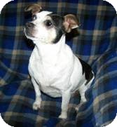 Chihuahua/Rat Terrier Mix Dog for Sale in Clear Lake, Washington - Bo Chihuahua/Rat Terrier Mix Dog for Sale in Clear Lake, Washington - Bo