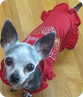 Chihuahua Mix Dog for Sale in San Diego, California - Opal Chihuahua Mix Dog for Sale in San Diego, California - Opal