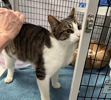 Raleigh Nc Domestic Shorthair Meet Skipper A Pet For Adoption